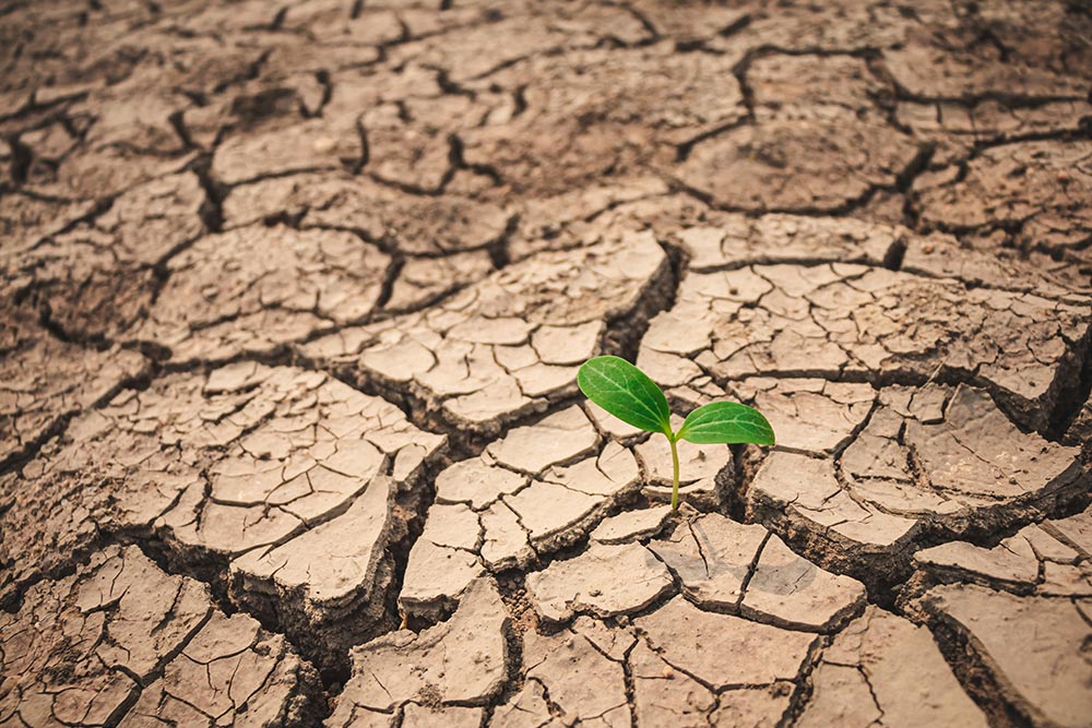 Germoglio verde che cresce da terra screpolata e arida